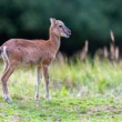 Muflón lesný, The mouflon (Ovis musimon)