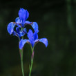 Kosatec sibírsky modrý (Iris sibirica)