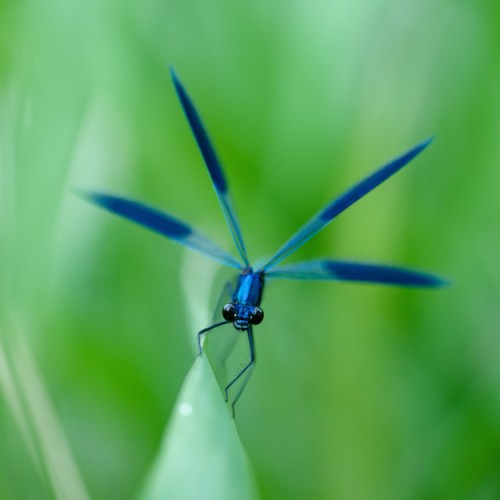 Calopteryx splendens