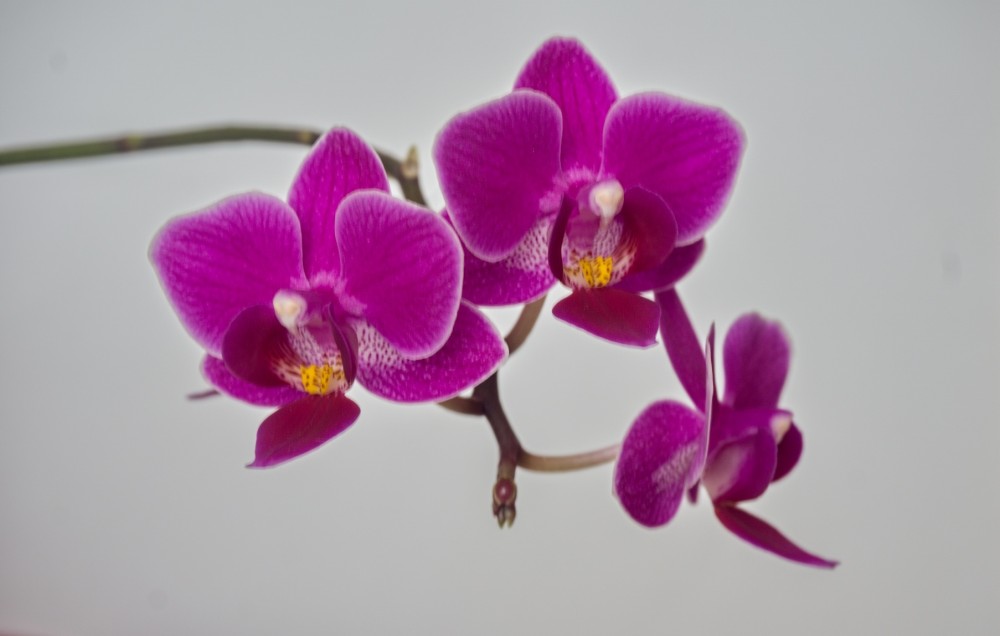 Orchidea2