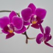 Orchidea2