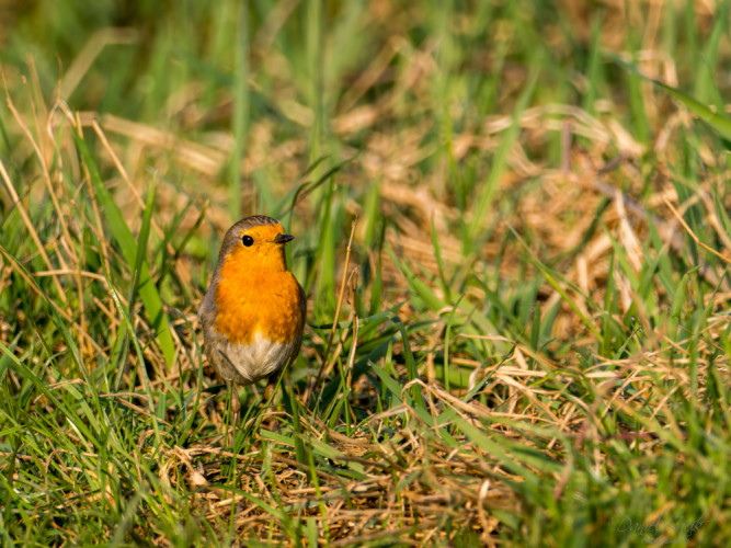 Červienka Obyčajná