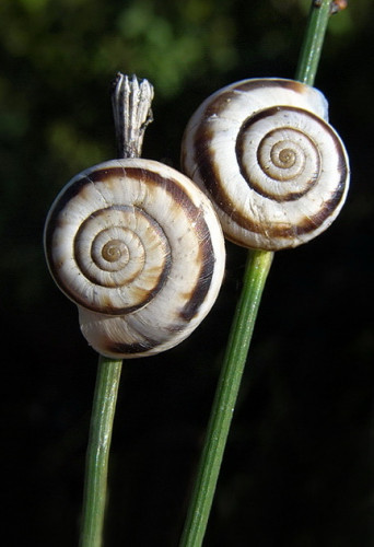 stereo