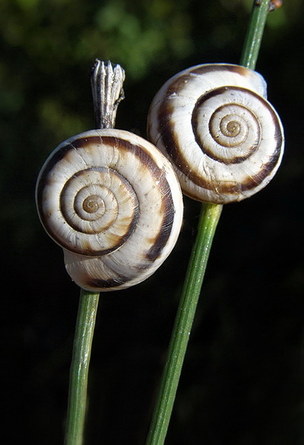 stereo