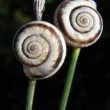 stereo