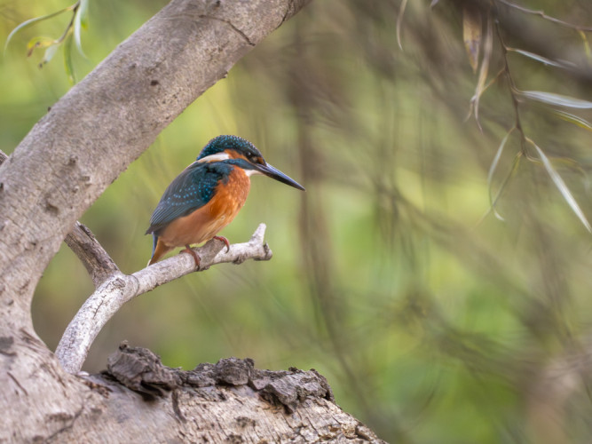 Rybárik riečny (lat. Alcedo atthis)