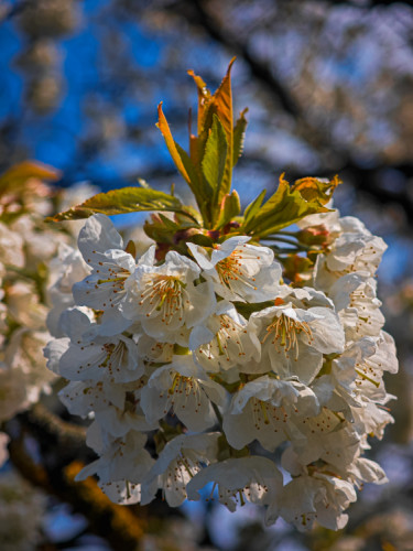 V posledných lúčoch slnka