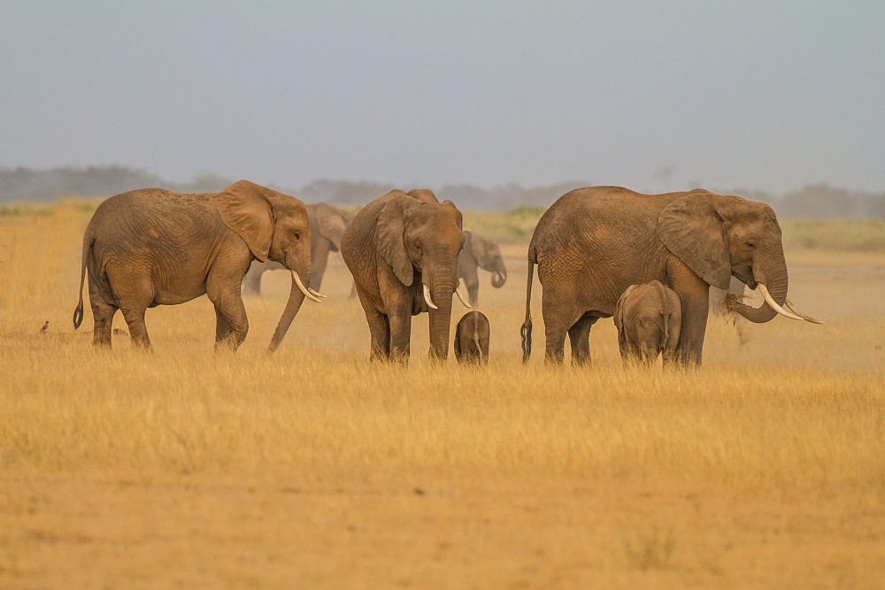 Slon africký (Loxodonta africana)