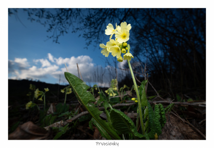 prvosienky