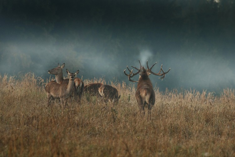 Jelen lesní (Cervus elaphus)