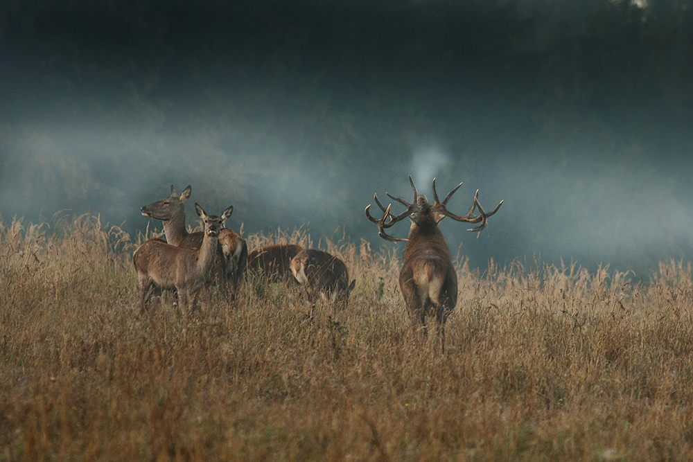 Jelen lesní (Cervus elaphus)