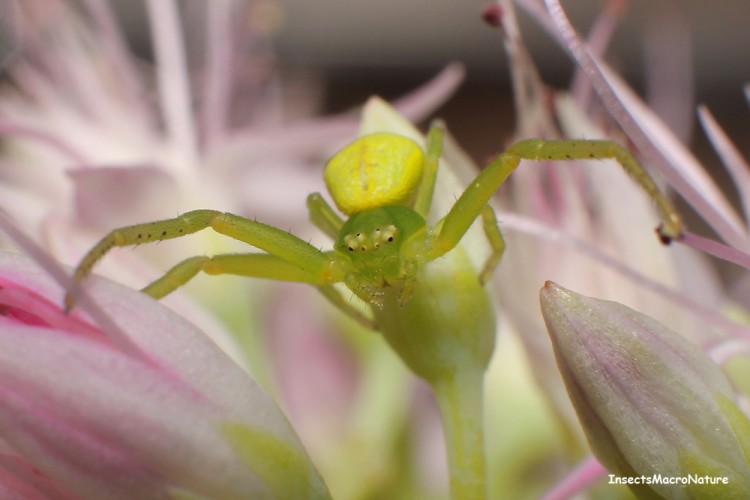 Misumena vatia