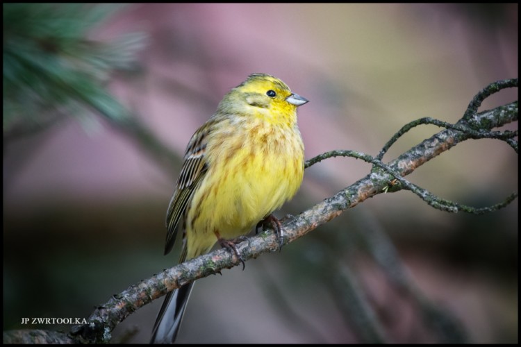 Yellowhammer