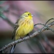 Yellowhammer