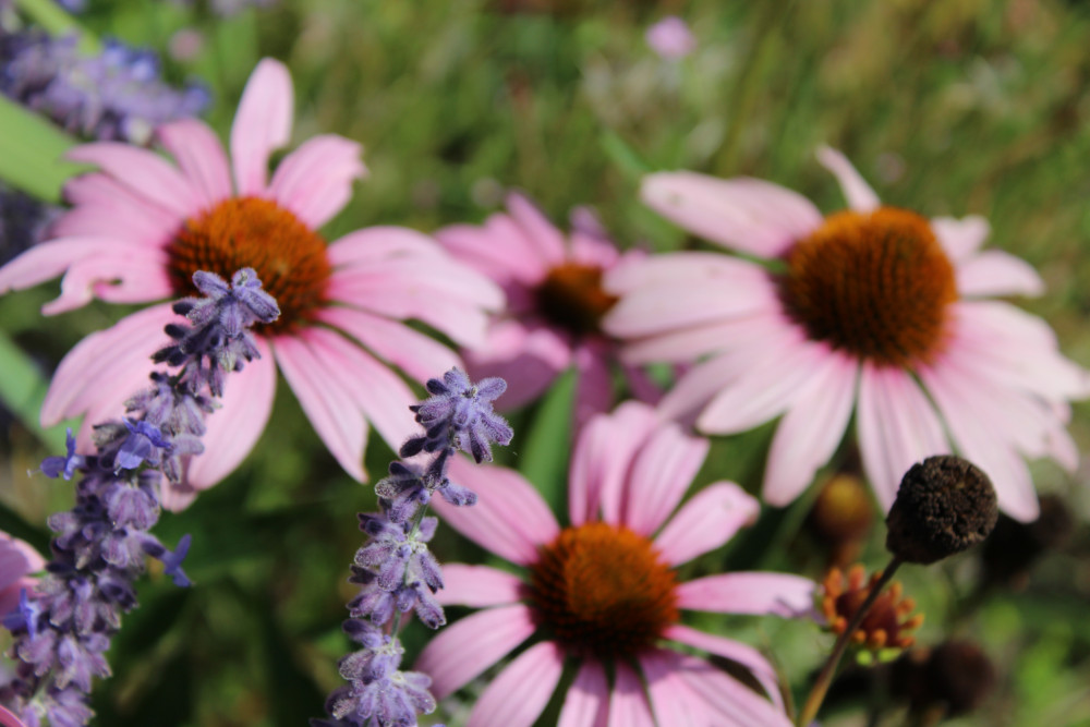 Echinacea