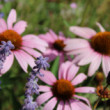 Echinacea