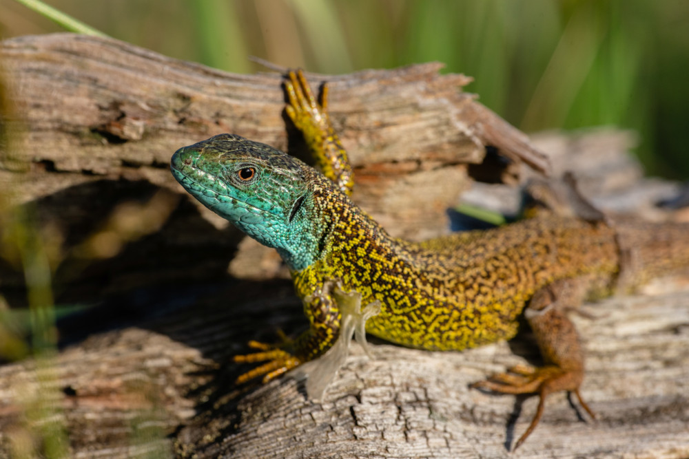 Lacerta viridis