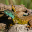 Lacerta viridis