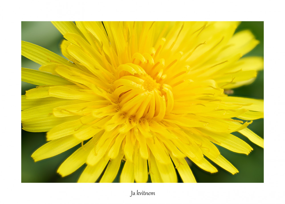 Ja kvitnem