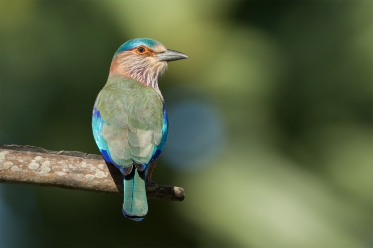 Coracias benghalensis (krakľa hnedastá)