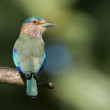 Coracias benghalensis (krakľa hnedastá)
