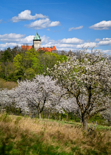 rozkvitnuté Smolenice
