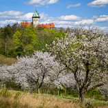 rozkvitnuté Smolenice