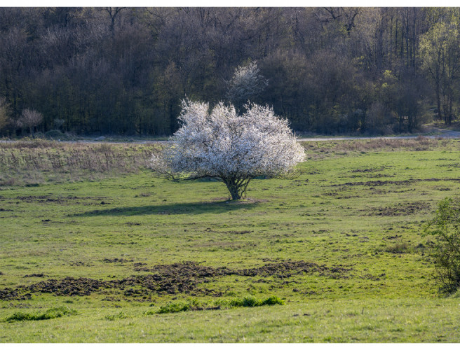 Kučišdorfská Dolina, Pezinok
