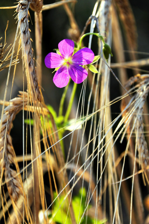 stratený v obilí II