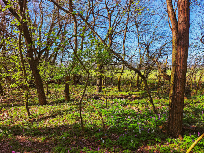 Šenkvická divočina