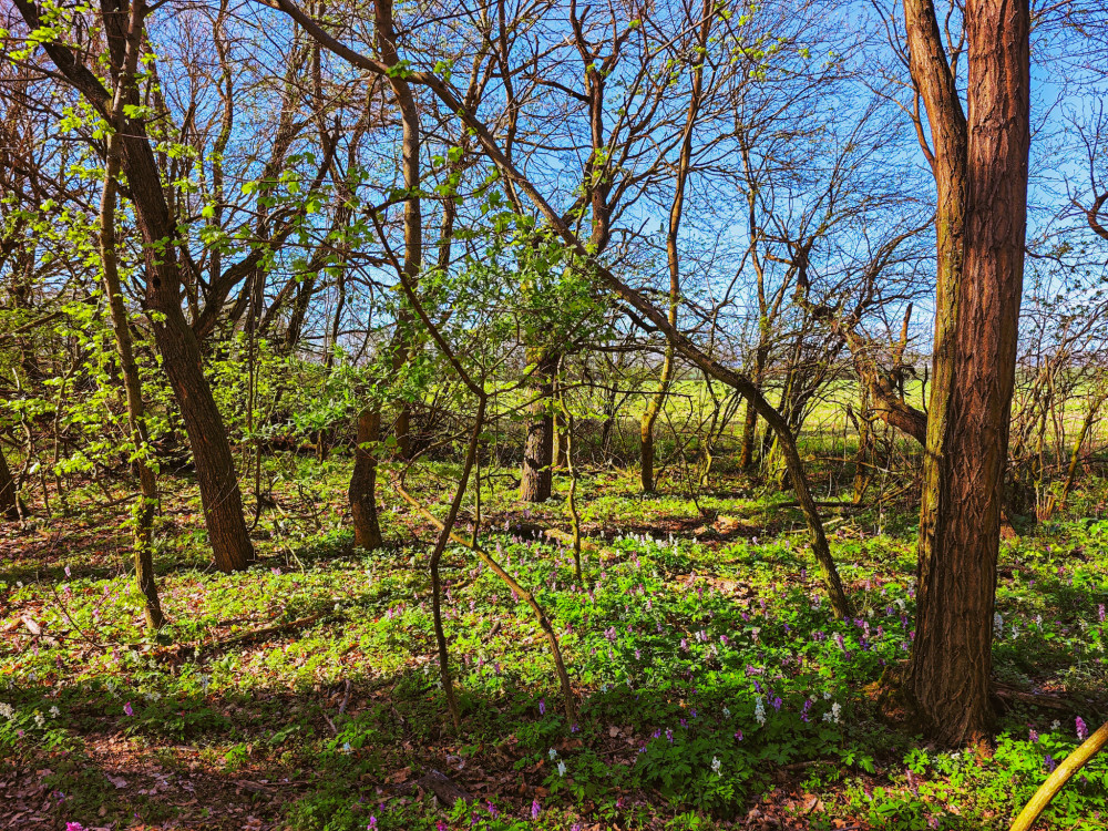 Šenkvická divočina