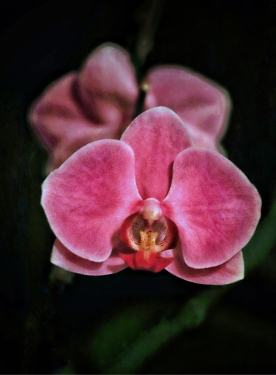 Orchidea