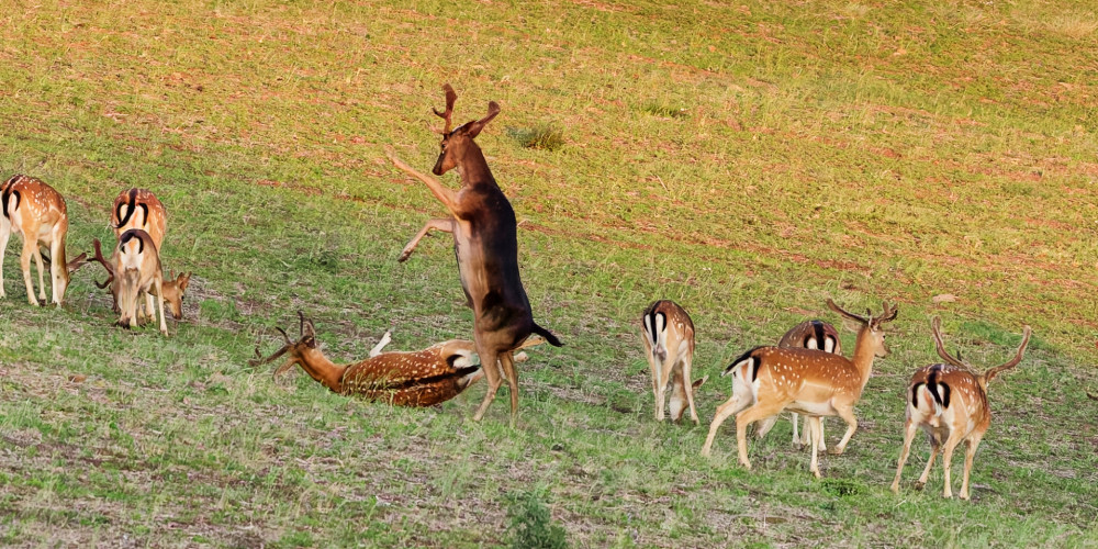 A jdeš k zemi
