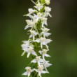 orchidea