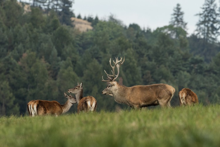 Jelen lesní (Cervus elaphus)