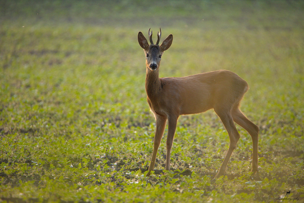 Srnec lesný (Capreolus capreolus)