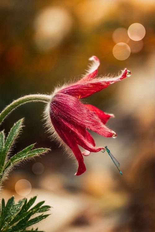 Detail prírody-váška