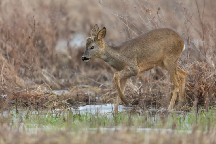 Srnec lesný (Capreolus capreolus)