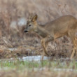 Srnec lesný (Capreolus capreolus)