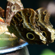 sladká maškrta