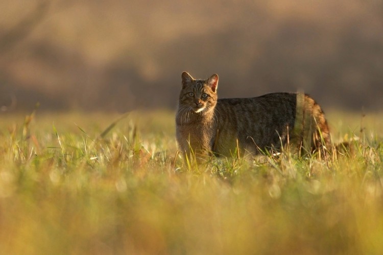 Felis silvestris (mačka divá)