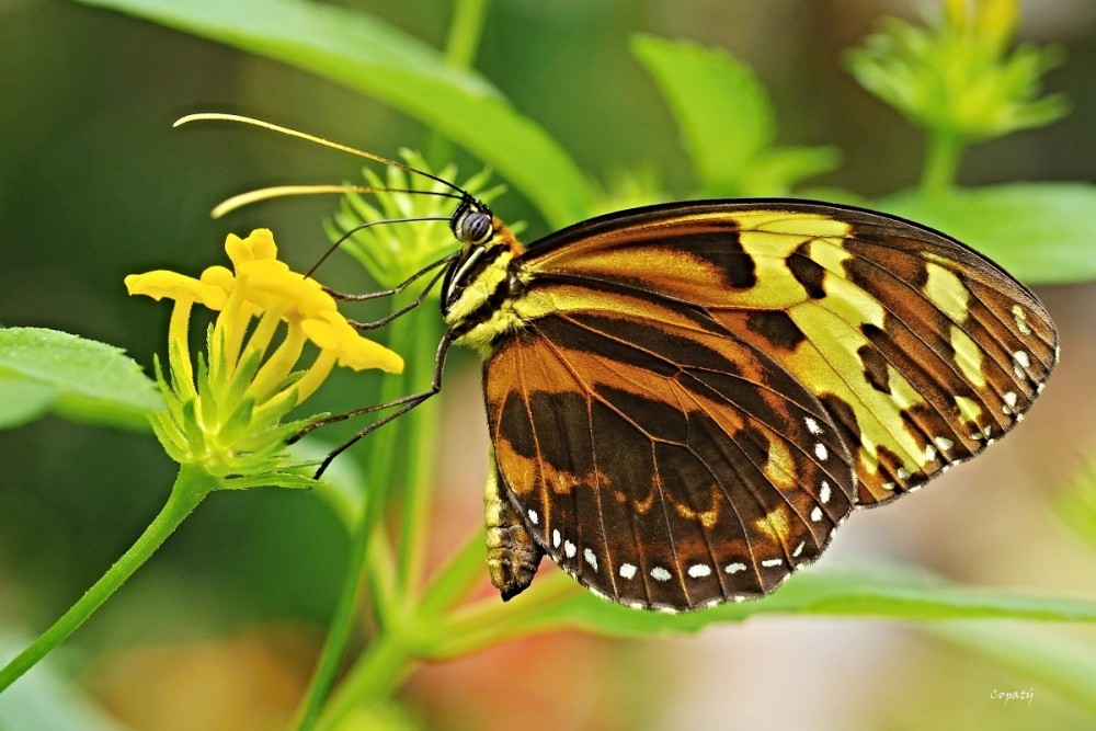 Motýlia krása 3