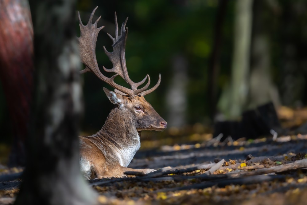 Daniel škvrnitý, The fallow deer (Dama dama)