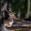 Daniel škvrnitý, The fallow deer (Dama dama)