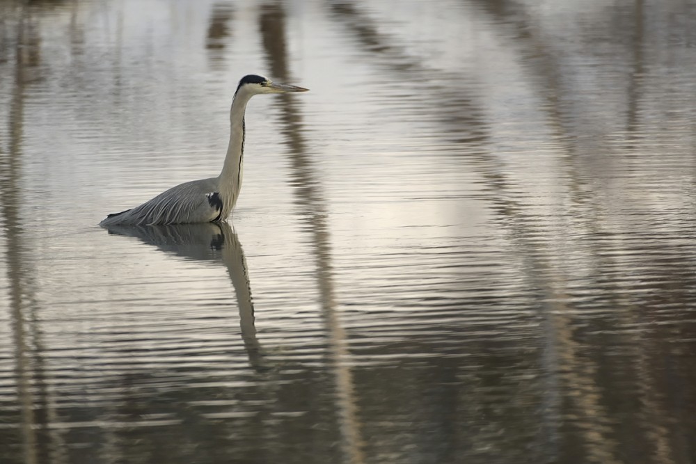 Ardea cinerea