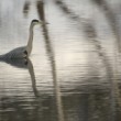 Ardea cinerea