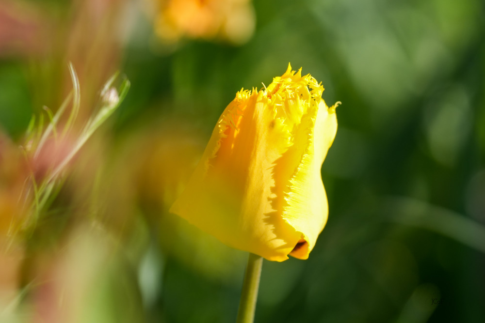 Fanfan tulipán