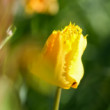 Fanfan tulipán