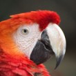 zoo