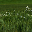 v obilí